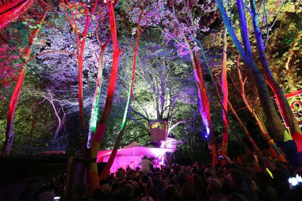 The Woolly Woodland at night